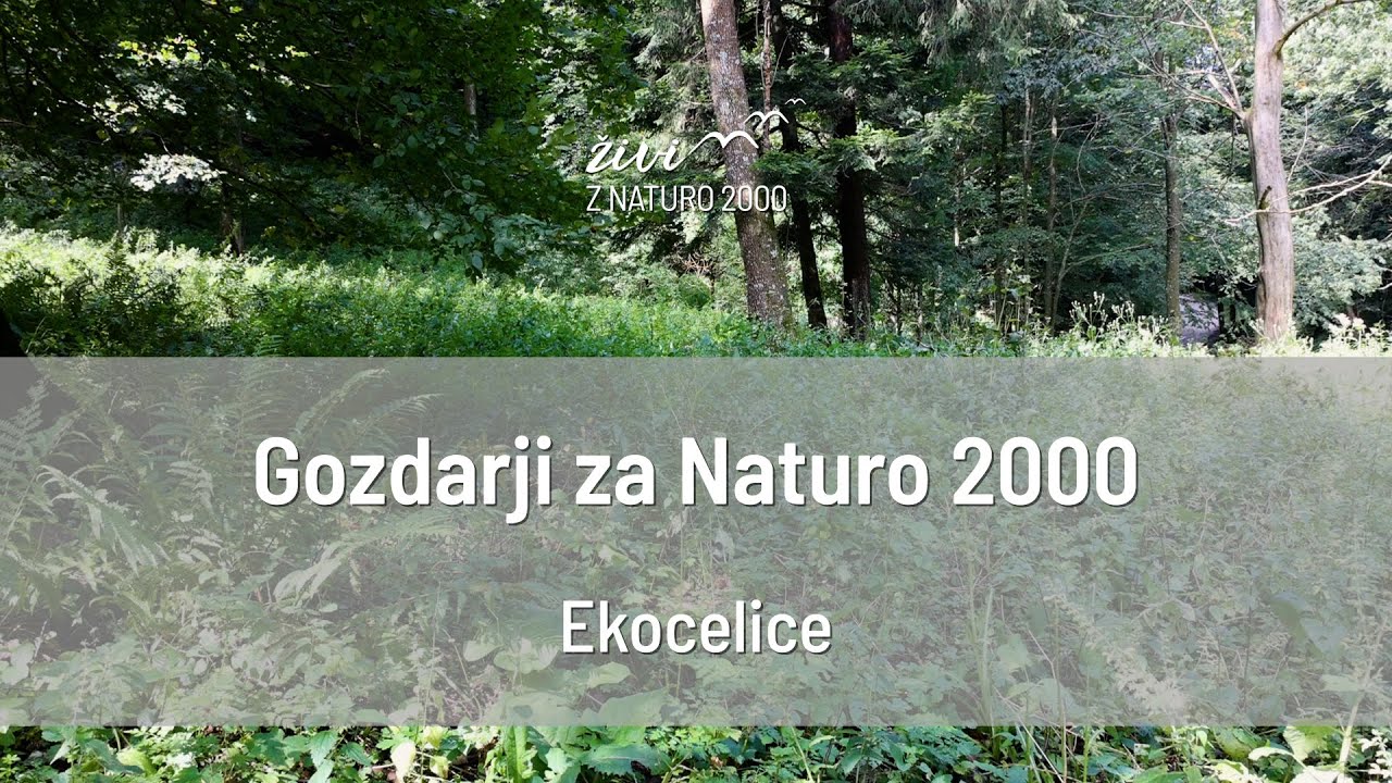 Gozdarji za Naturo 2000: Ekocelice