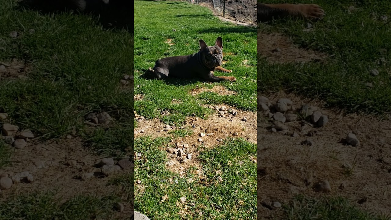 #farmfrenchie #simplelifestyle #glorytogod #frenchbulldog #tinyfarm