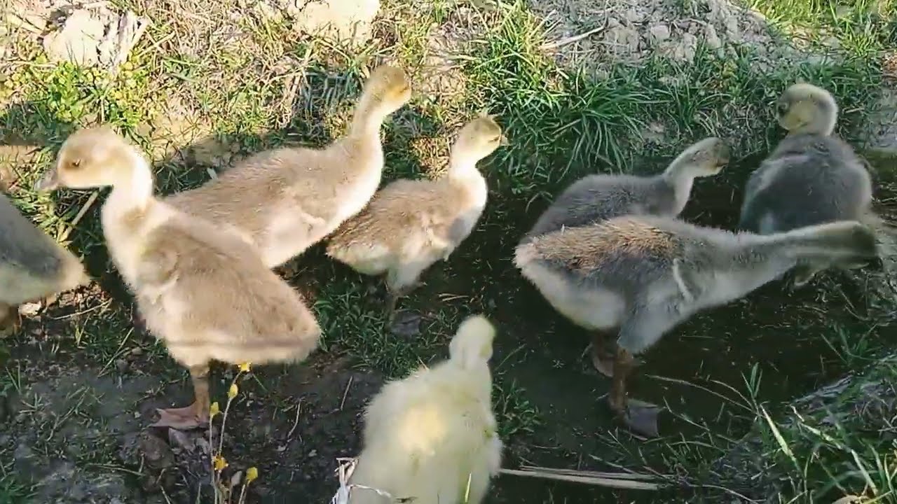 Rajhans Grazing in Open Field 🦢 | খোলা মাঠে রাজহাঁস ঘাস খাচ্ছে