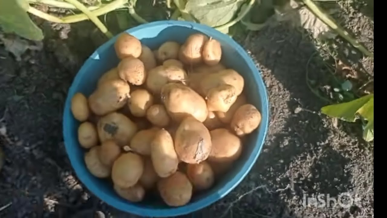 BEKLENEN HASAT GELDİ PATATES 🥔 SÖKTÜM BAHÇE BEREKETİ #keşfet #koyvlog #köy #