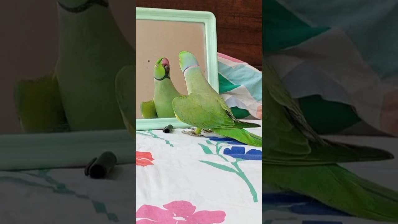 Hello, I'm back with a new funny video. Let's see ❤️🦜