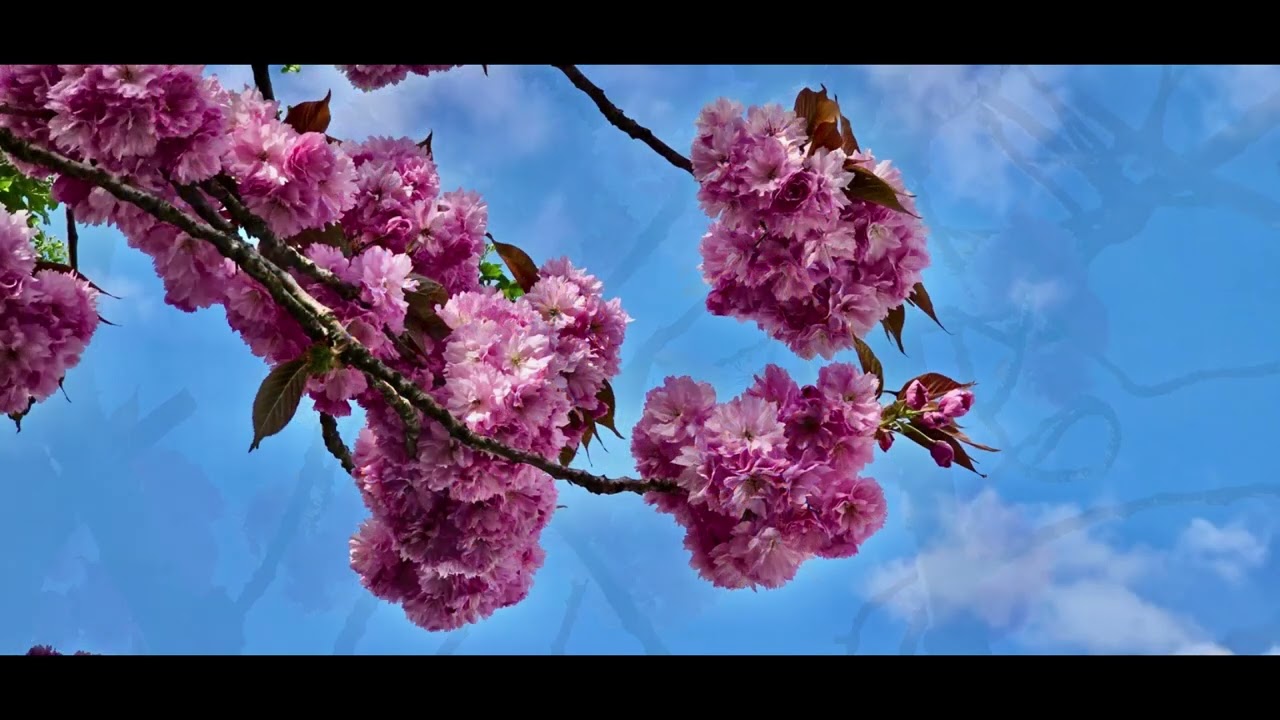 SPRING WONDERS