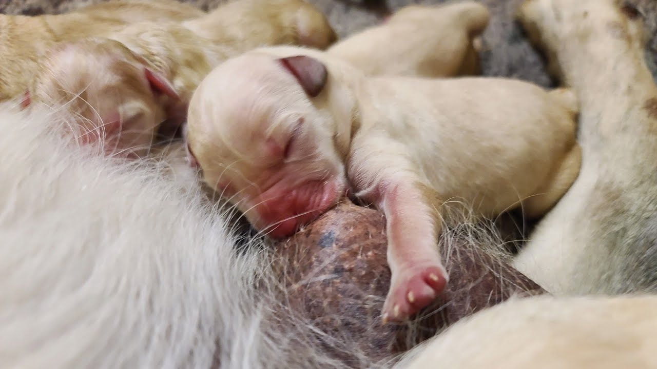 Helping Hungry New Born Lab Puppies To Latch On Mom's Nipple | Pups Searching For Milk & Nursing