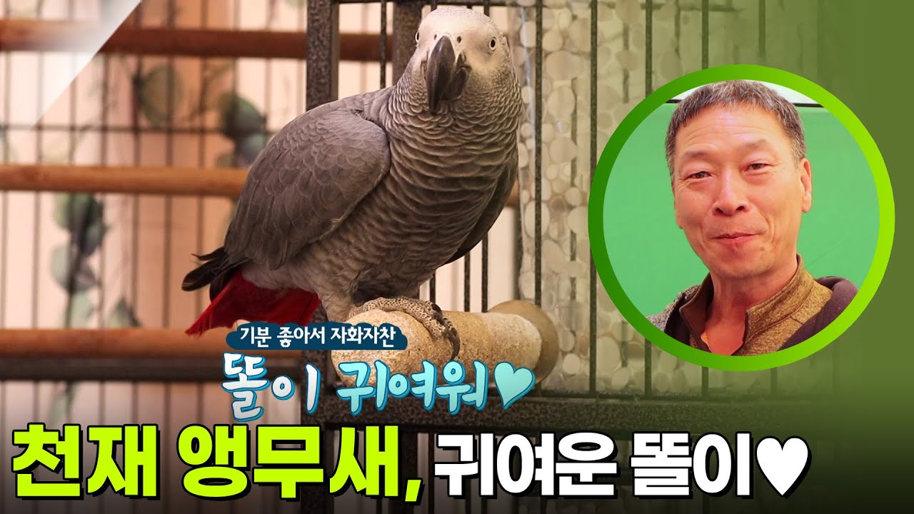 천재 앵무새, 귀여운 똘이를 소개합니다♥ “ 사람과 의사소통이 되는 앵무새! ” [생활의 발견] | KBS 250415 방송