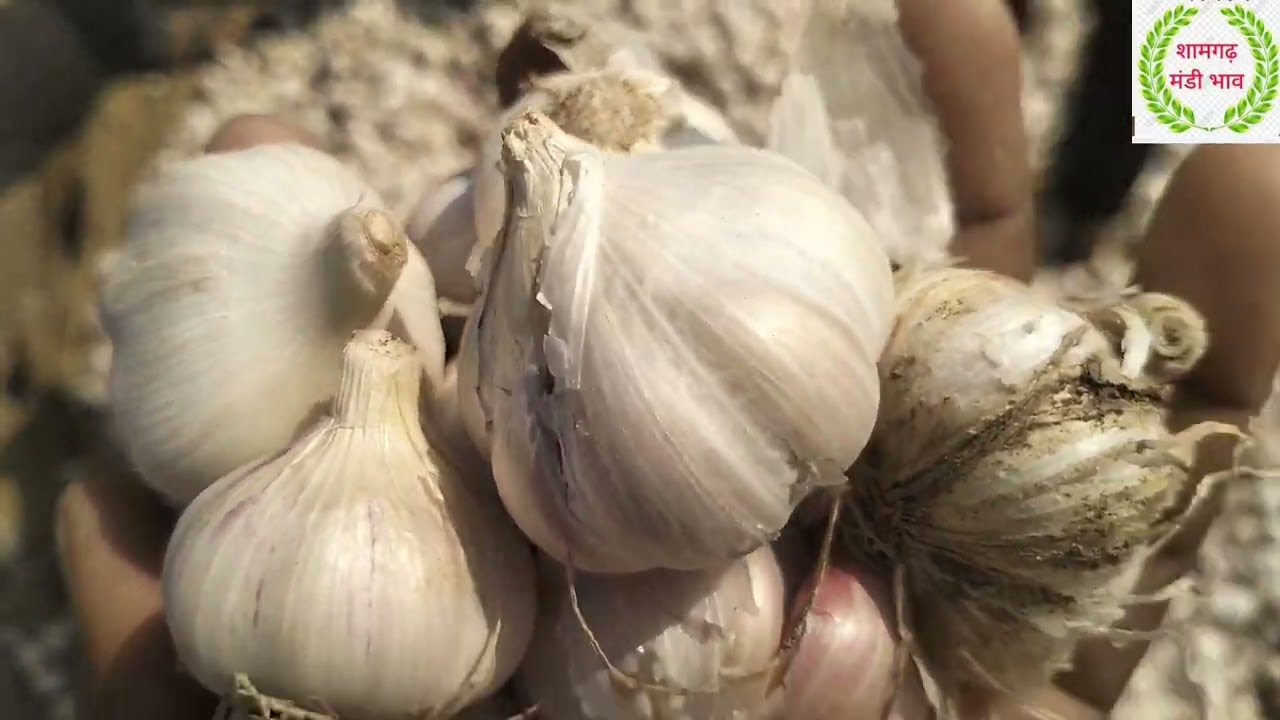 Shamgarh Mandi bhav 24February , 2026