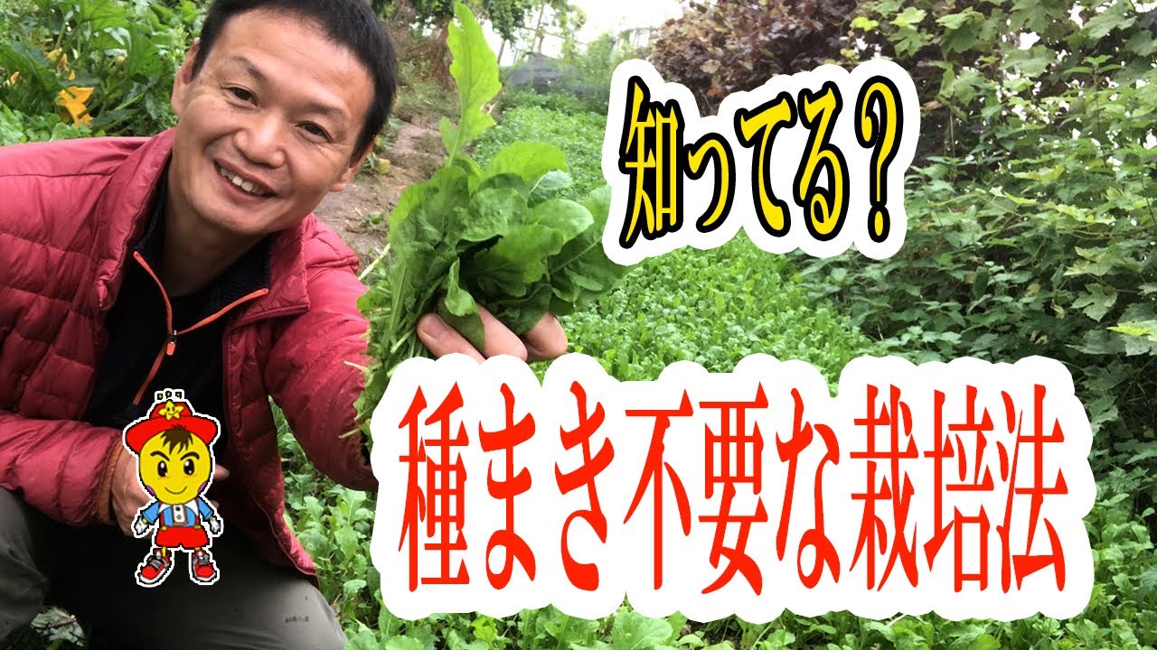 【自然栽培62】ルッコラが、何度でも収穫出来るよ。レタスの栽培！ルッコラの種取の仕方紹介するよ。