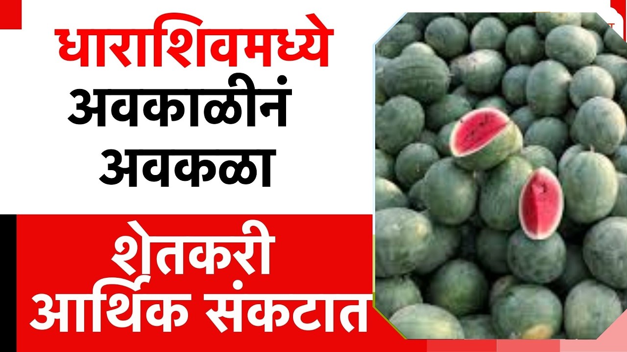 Dharashiv Crop Loss | धाराशिवमध्ये अवकाळीनं अवकळा,शेतकरी आर्थिक संकटात; टरबूज पिकाचं मोठं नुकसान