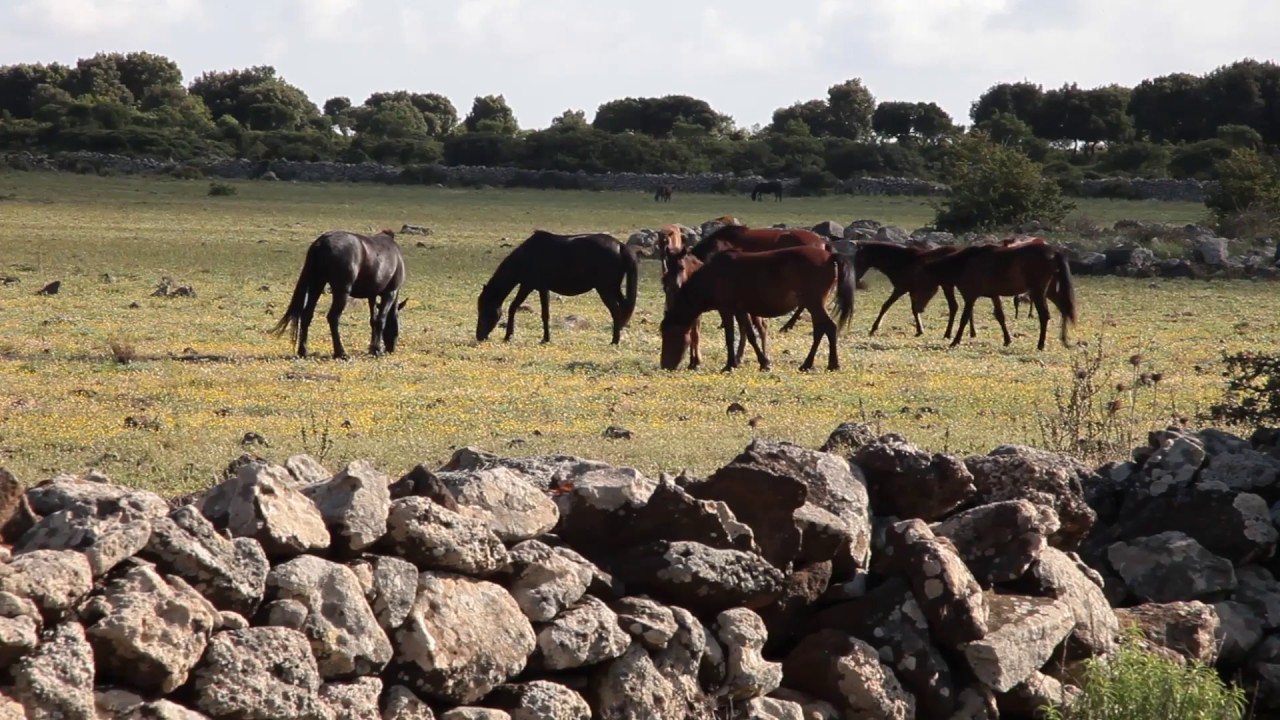Por Fesr Sardegna 2014-2020 (it)