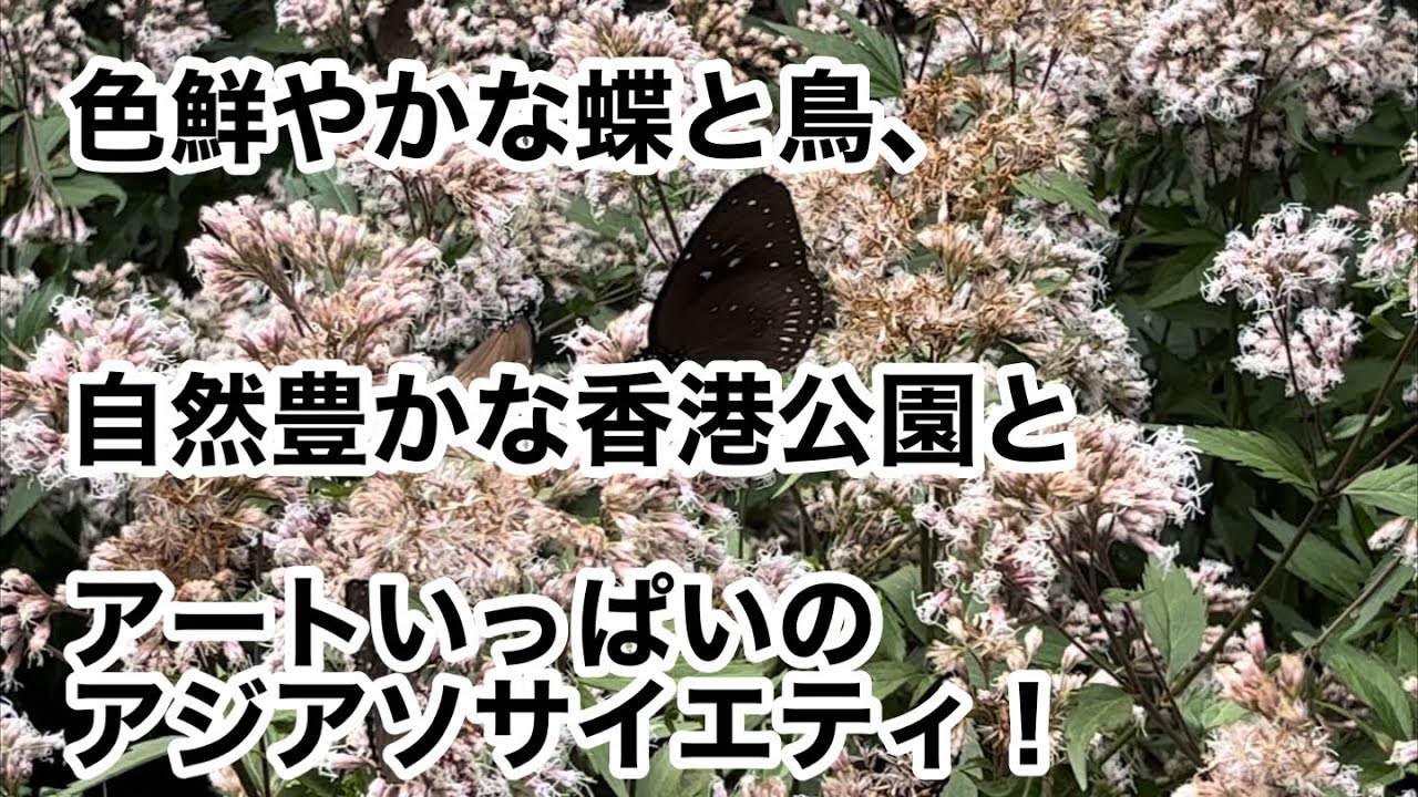 自然がいっぱい、カラフルな蝶と熱帯の鳥たち　香港公園からアジアソサイエティ