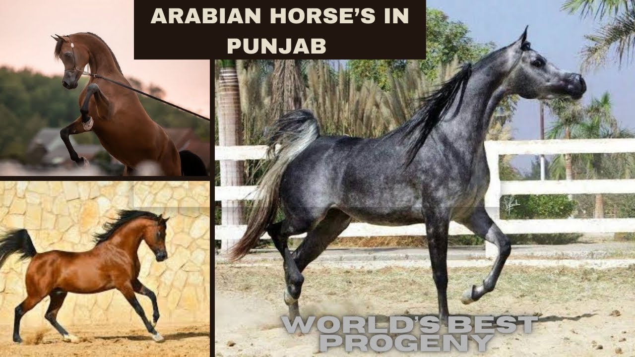 Arabian Horses 🤔in Punjab 🦄ਪੰਜਾਬ ਚ ਅਰਬੀ ਨਸਲ ਦੇ ਘੋੜੇ🐴😮 