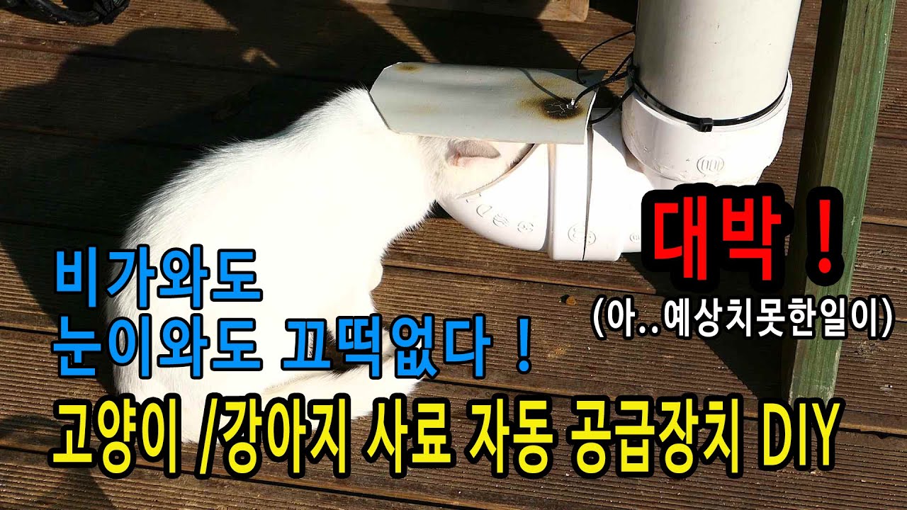 고양이/ 강아지 사료 자동공급장치 DIY  대박! (아.. 예상치못한일이ᆢ)/cat or dog automatic food feeder diy.