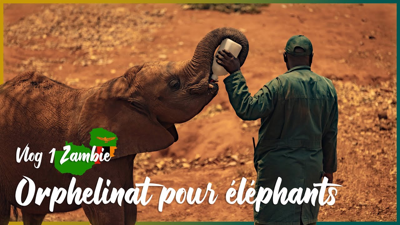 VLOG 1 // Zambie - D&eacute;couverte d'un Orphelinat pour &eacute;l&eacute;phants