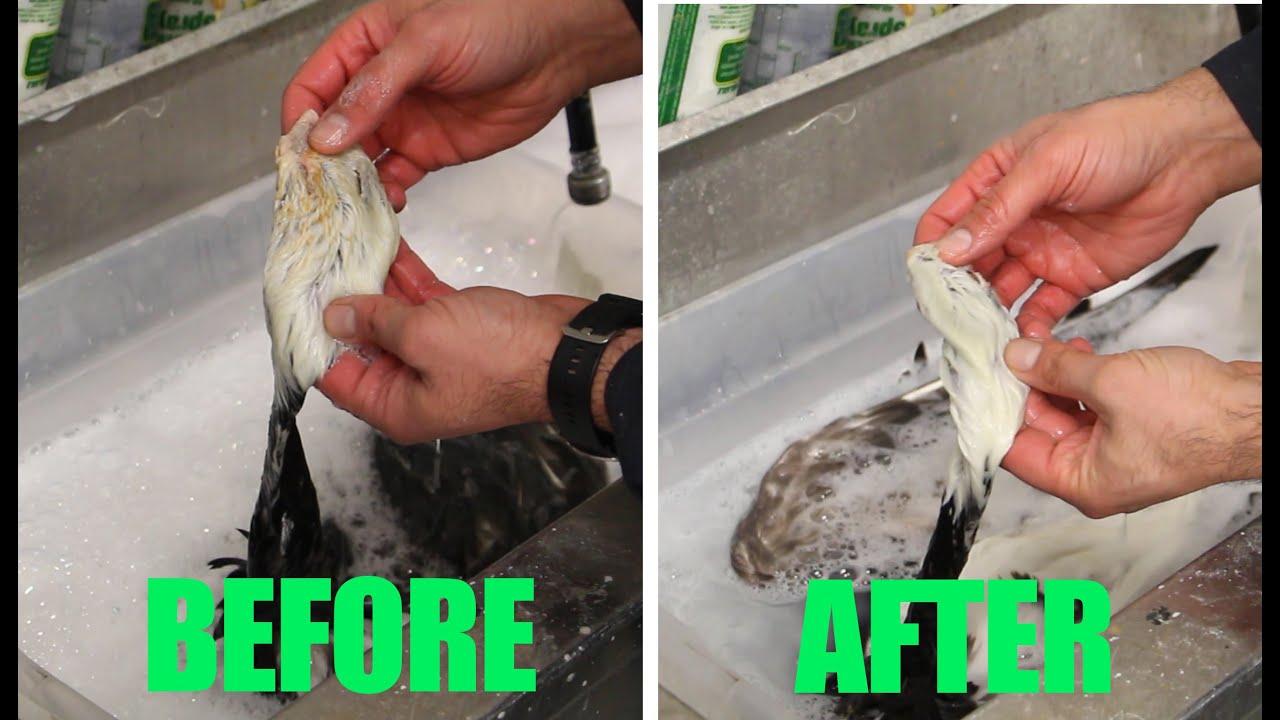 Bird Taxidermy...Degreasing waterfowl skins , Iron Stain. Bird Taxidermy