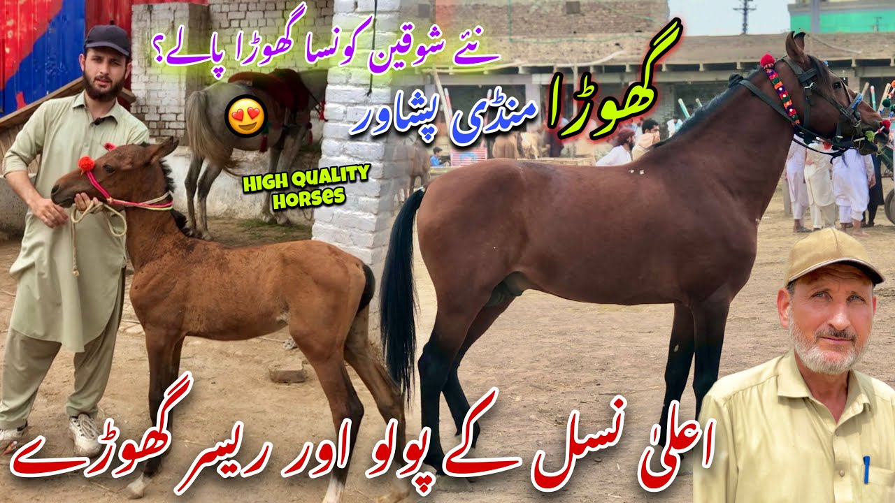 Horse Mandi Ring Road Peshawar August 2024 Updates | 8 Lac Desi Racer Horses | Khyber Social Tv