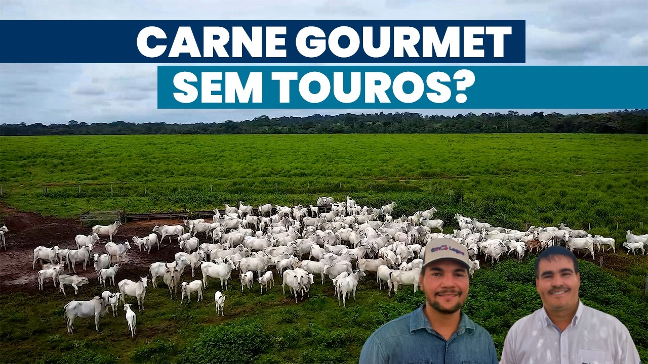 Carne gourmet é produzida com softwares avançados e nenhum touro na fazenda | Noticiário Tortuga