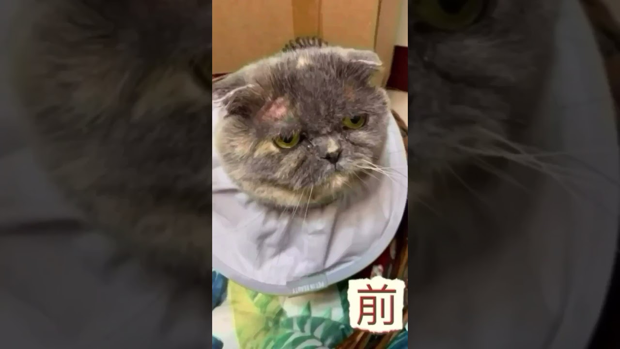 這小吉真是愛吃包🤪