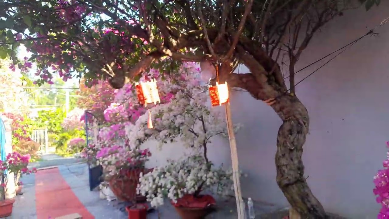hoa  giay
