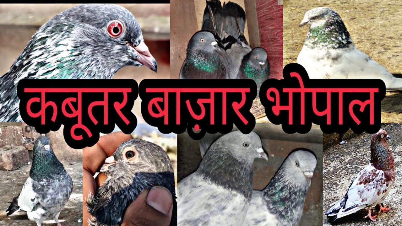 || Kabutar Bazaar || Bhopal Pigeons Market