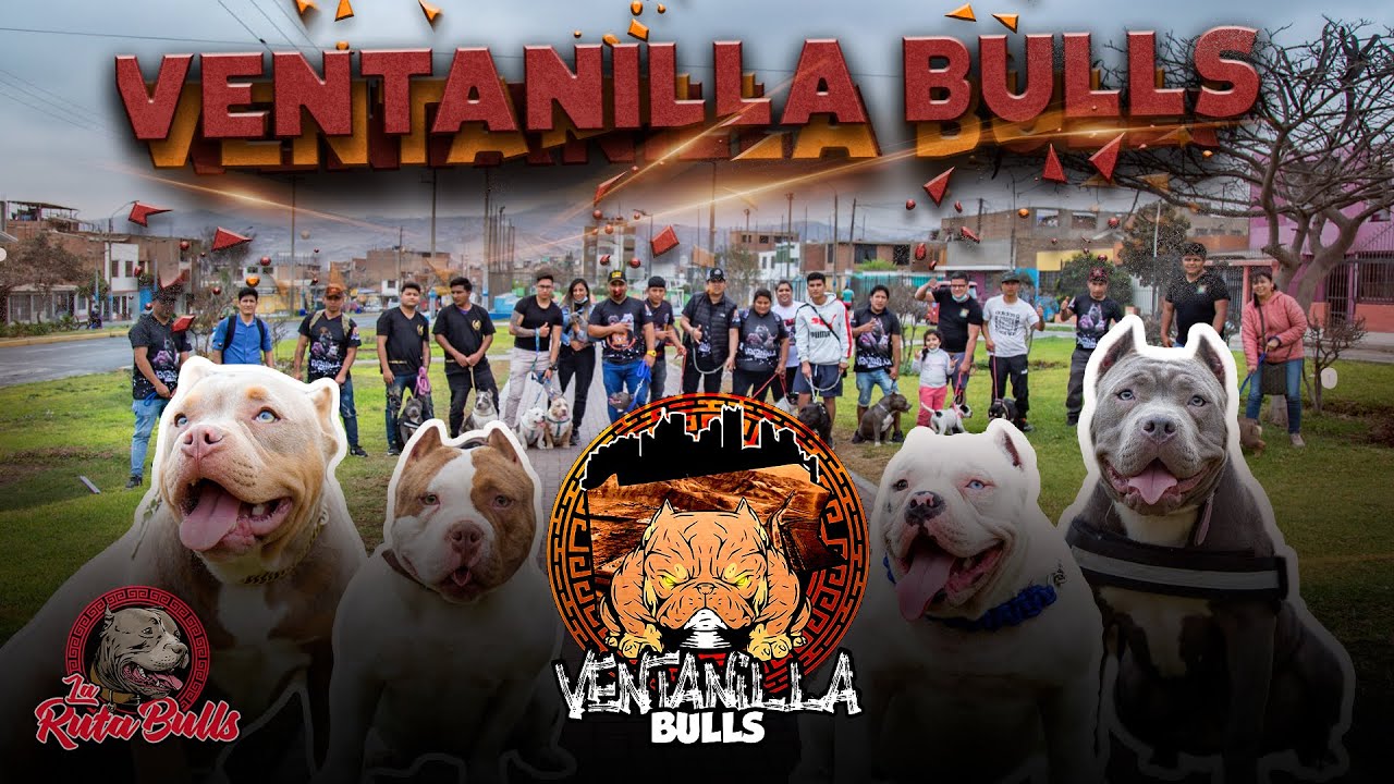 🔴🔥Ventanilla Bulls🔥🔴 excelente ejemplares American y exotic Bully