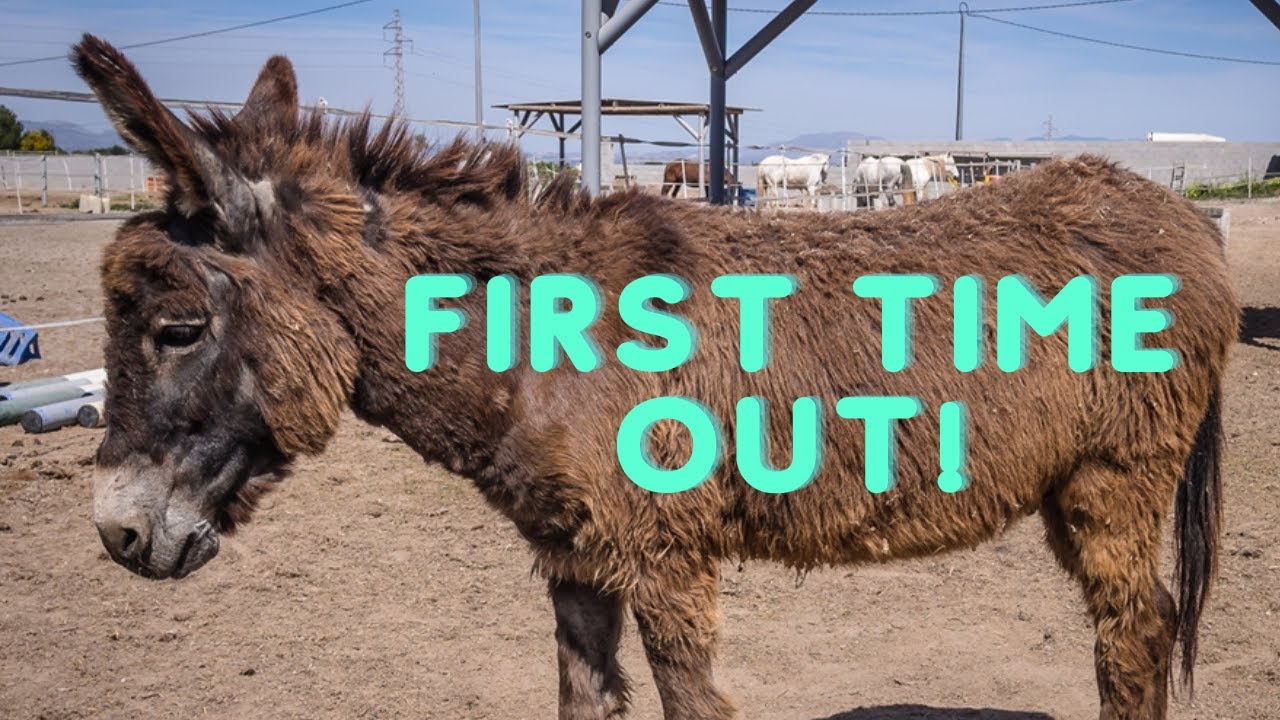 Minty the donkey being turned out for the first time - Easy Horse Care Rescue Centre