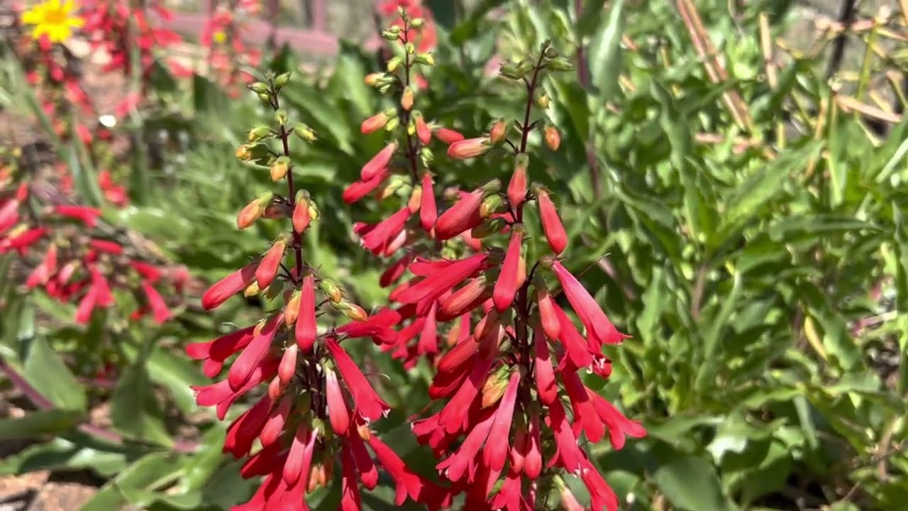 Обзоры растений в Аризоне: Penstemon Eatonii