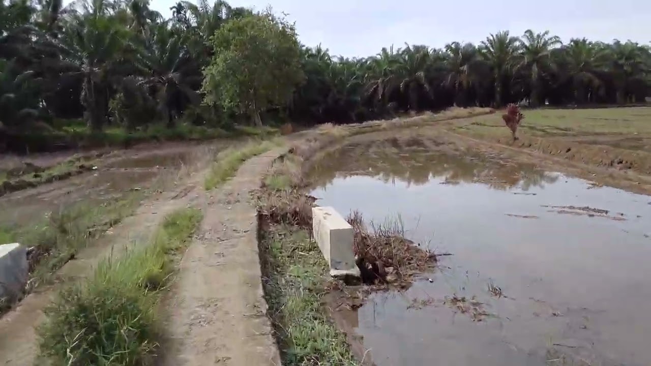 Olah tanah sawah 