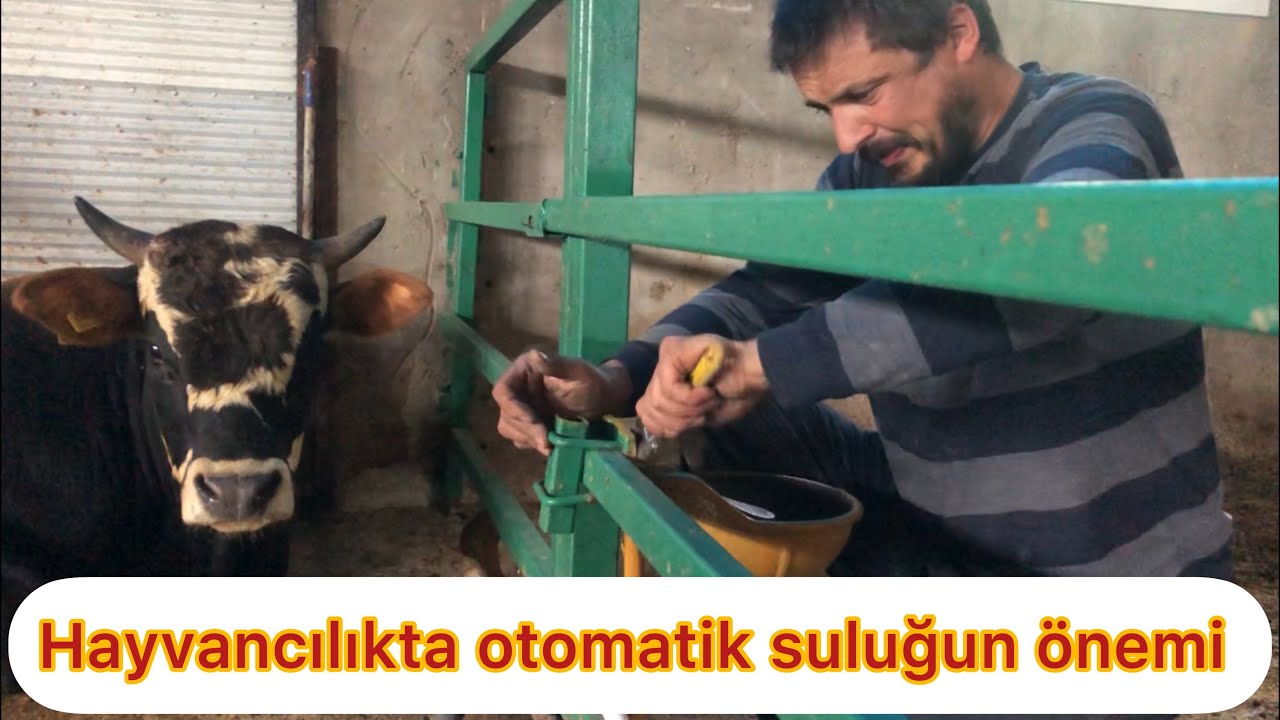 Büyükbaş hayvan suluğunun önemi I Hayvancılıkta otomatik suluk sistemi