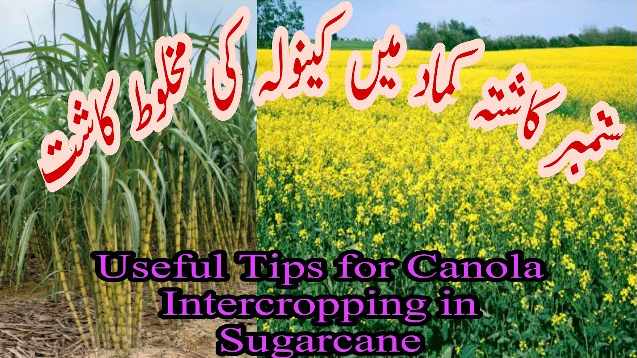 Canola intercropping in Sugarcane | Tips for successful intercropping of Canola in Sugarcane