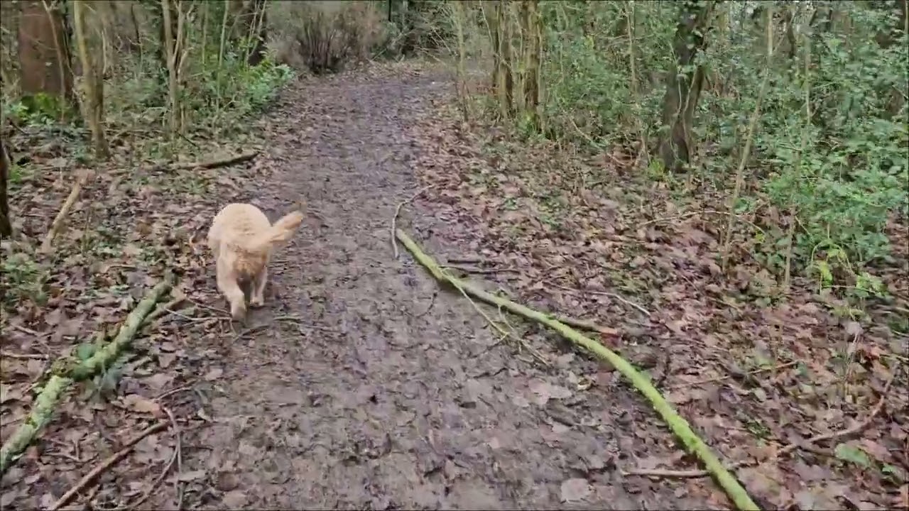 Out and about with Benji around Madeley, Telford 22/1/26