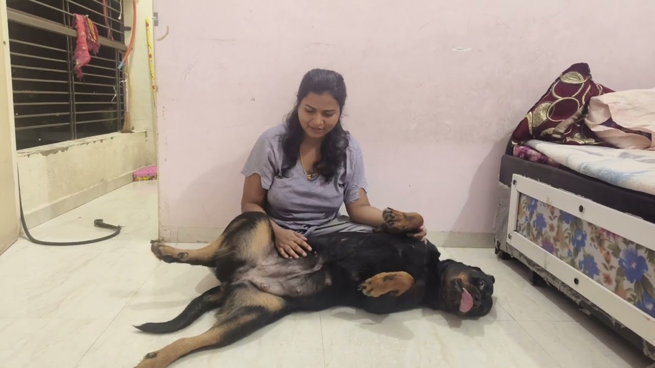 Duty ke bad isko time to dena padta hai 🥰#rottweiler #dog #shorts #familydog #mydog #dogloves #pets