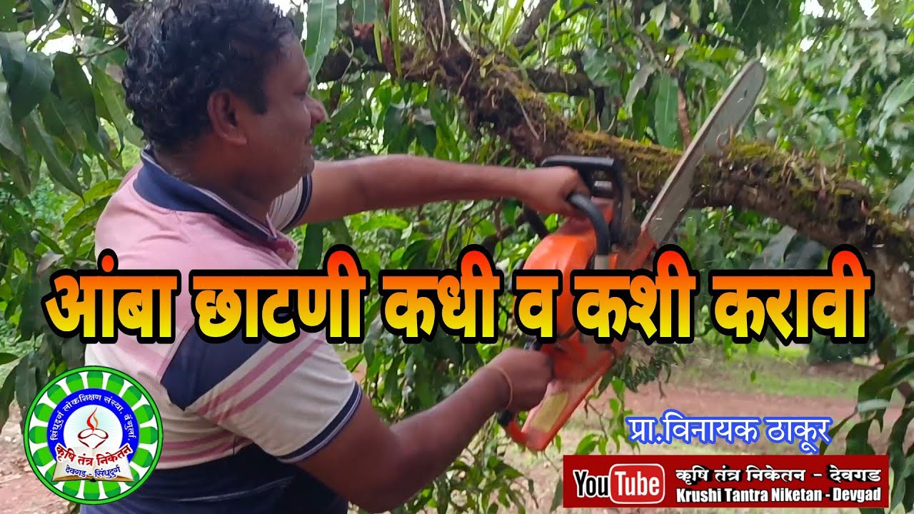 आंबा छाटणी कधी व कशी करावी