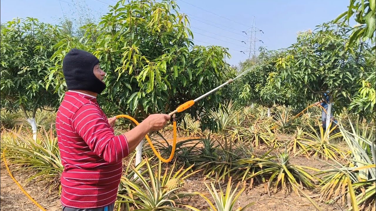 মুকুল আসার পর এটি না করলে সর্বনাশ।🌿🌿#viral #gardening #greenrooftop #farming #mangocrop 