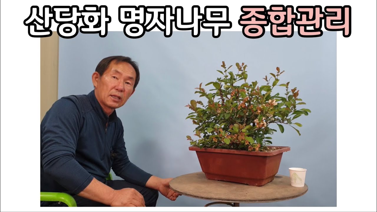 분재관리 292강 산당화  명자나무  종합 관리