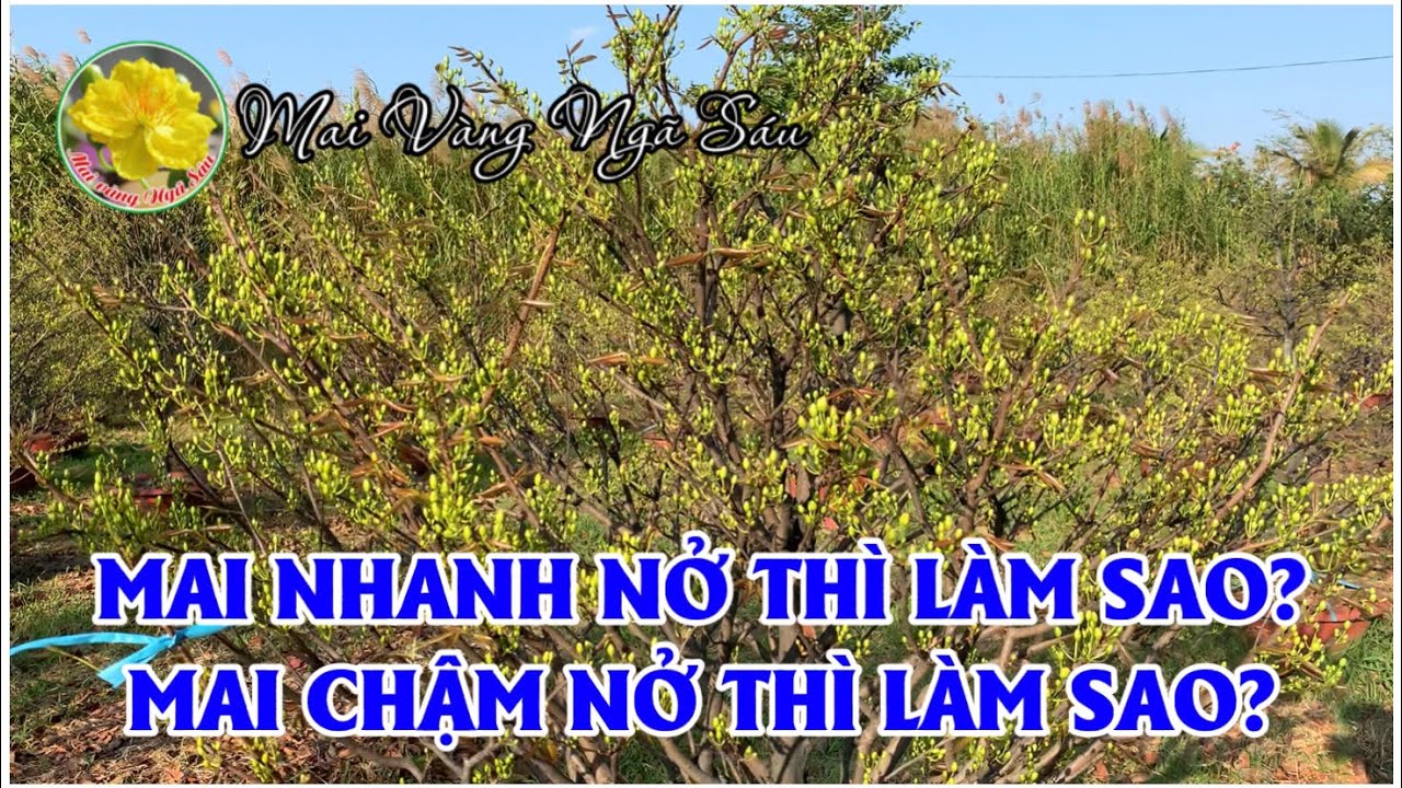 Muốn mai nhanh nở hay chậm nở thì làm sao