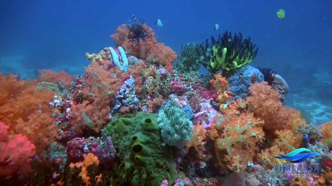Thalassa 5 Star PADI Dive Resort Manado North sulawesi
