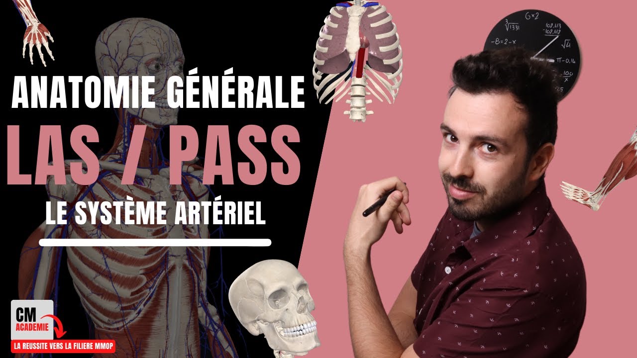 ANATOMIE GENERALE 🦴 : Le système artériel (aorte, subclavière, carotide, iliaque, fémoral...)