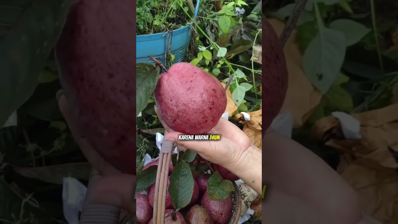 Jambu merah Australia #bibitbuah