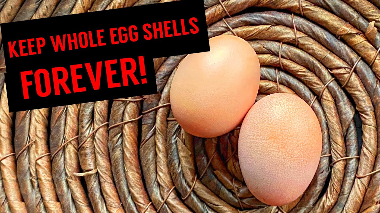 How To Preserve An Egg Shell