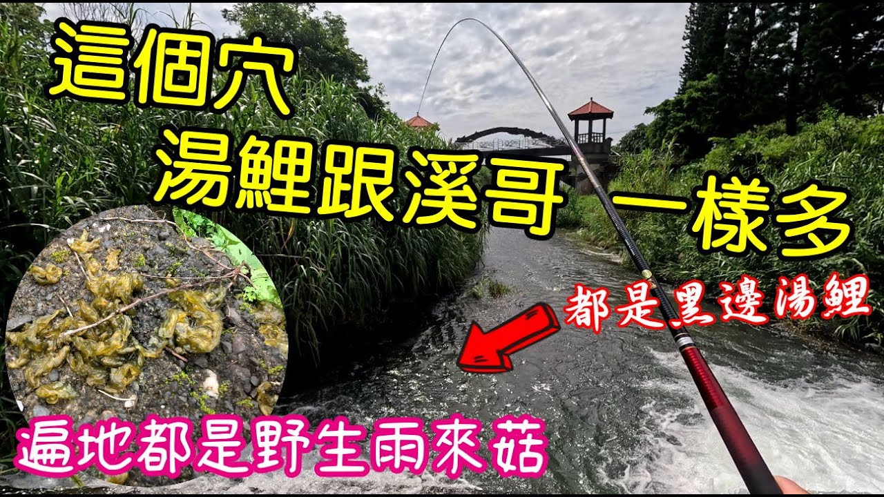 夢幻魚拉不停 湯鯉跟溪哥一樣多 遍地野生雨來菇  解鎖黑邊湯鯉  水清魚多嗎  初梅狂拉  #日新初梅 #黑邊湯鯉 #湯鯉 #野生雨來菇 #情人的眼淚
