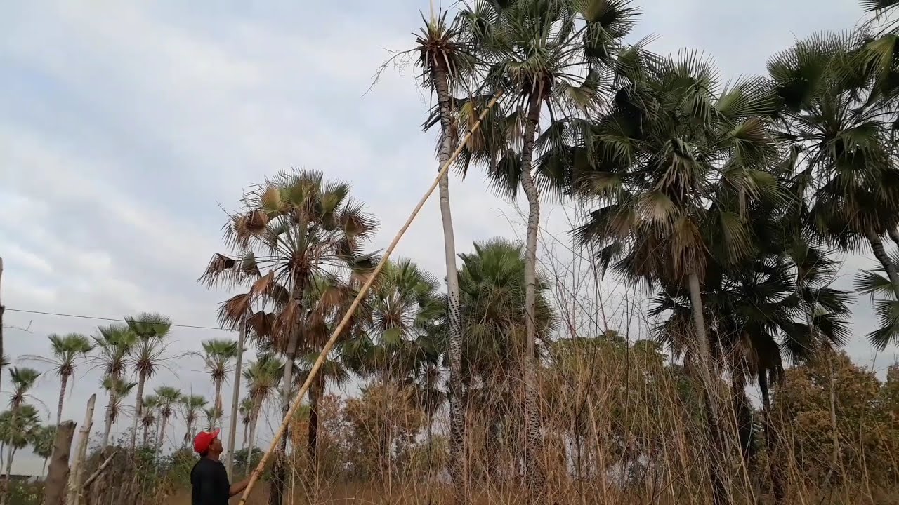 DERRUBADA DA PALHA DE CARNAÚBA | RAIZES DO REI