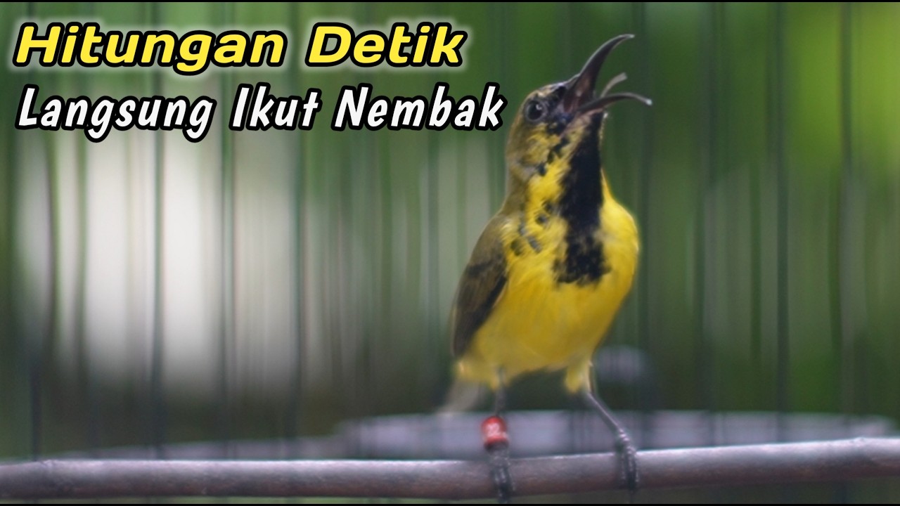 CUIT CUIT CERRRR SOGON TROTOL PENGGACOR‼️IJOAN JANTAN TROTOL METALIK PASTI LANGSUNG IKUTAN NEMBAK