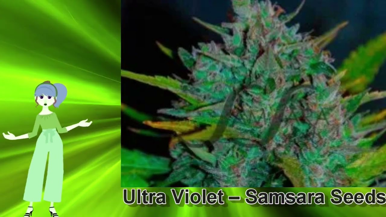 Ultra Violet &ndash; Samsara Seeds