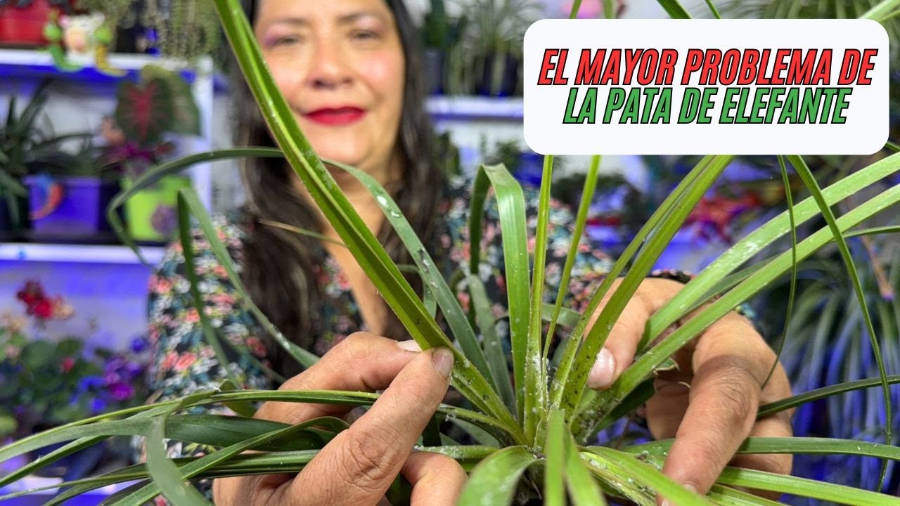 Problemas con Pata de elefante, Como combatir plagas de por vida