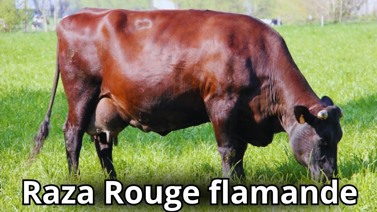 Raza Rouge Flamande: De las más antiguas de Francia