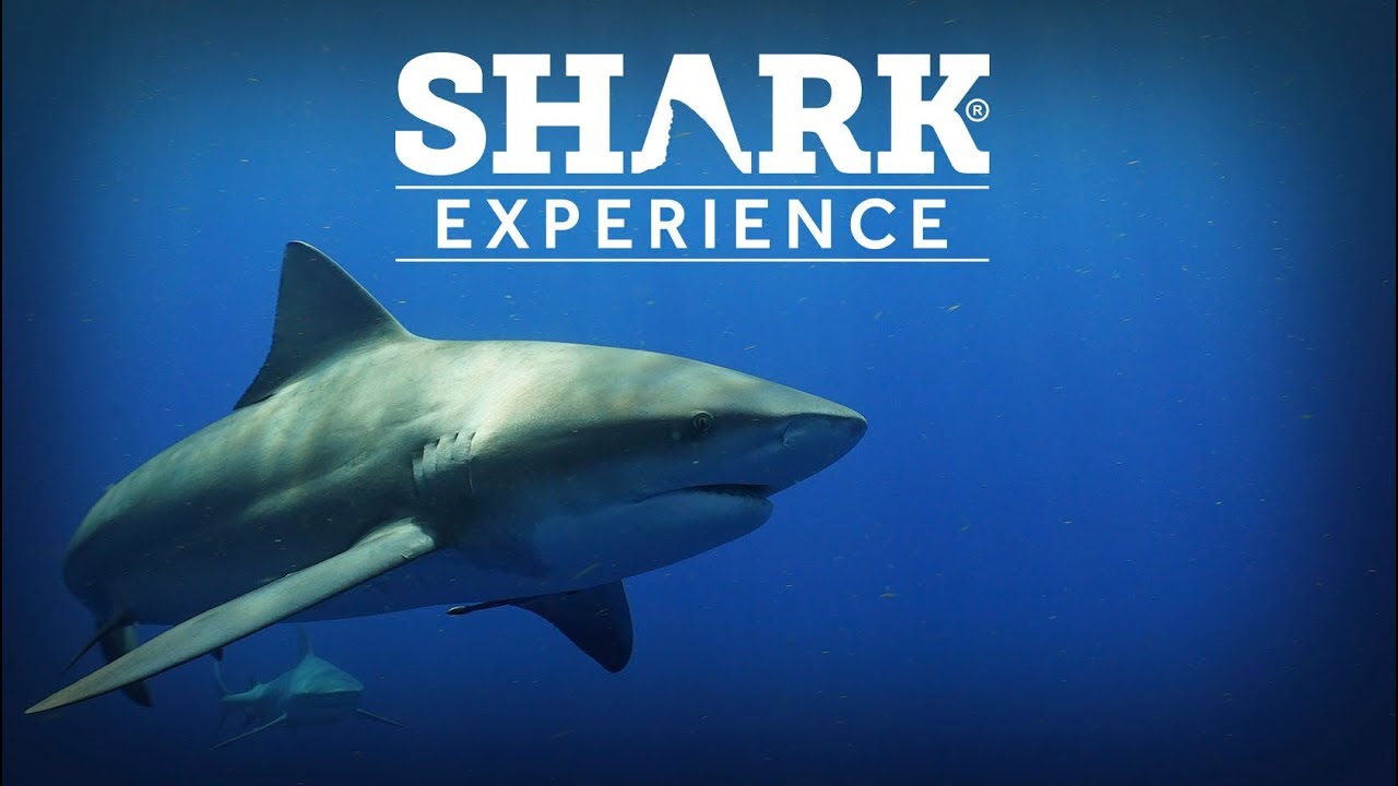 Shark Experience - Shark Addicts I - Bull Shark - Tubar&atilde;o Touro (J&uacute;piter - Florida)