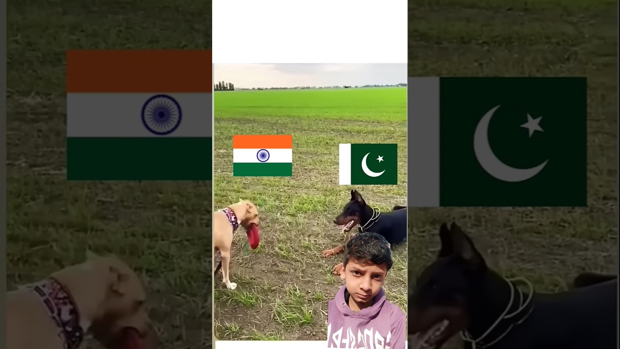 Street Dog Battle for Food — Unbelievable Winner!