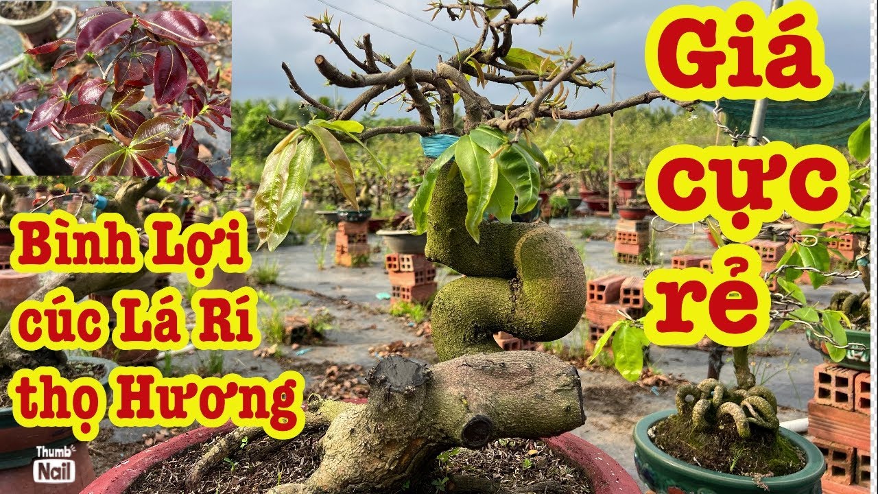 14-3-2026 mai vàng giá rẻ chỉ vài trăm nhiều loại kiểu 0766765975