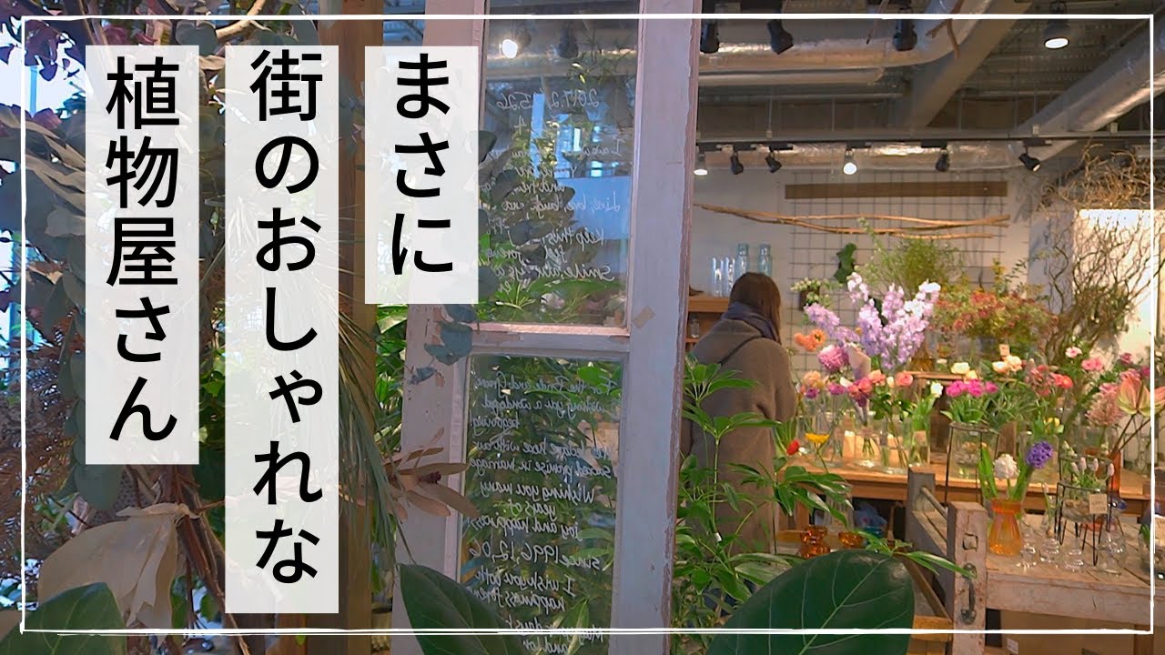 【園芸店紹介】真似したくなる植物の飾り方やディスプレイ！ブリキのジョーロ湘南店|観葉植物から多肉塊根まで