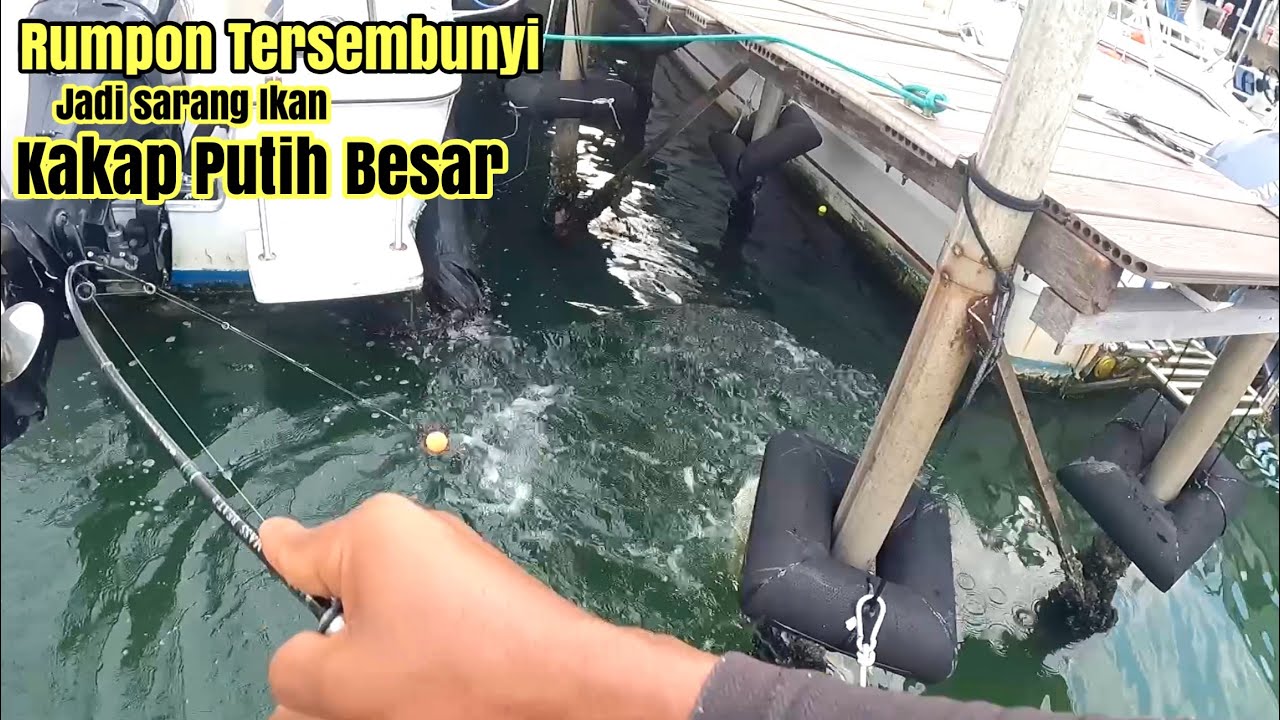 RUMPON TERSEMBUNYI‼️DEKAT RUMAH JADI SARANG IKAN KAKAP PUTIH BESAR 