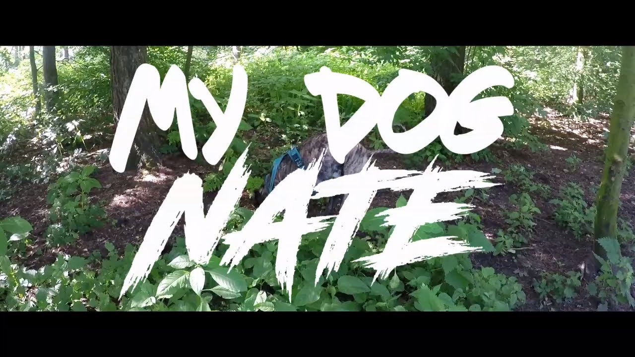 Taking My Dog Nate For A Walk At Otley Chevin [SUMMER 2019]